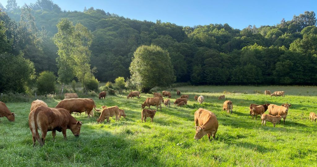 ternera gallega pastando en una pradera