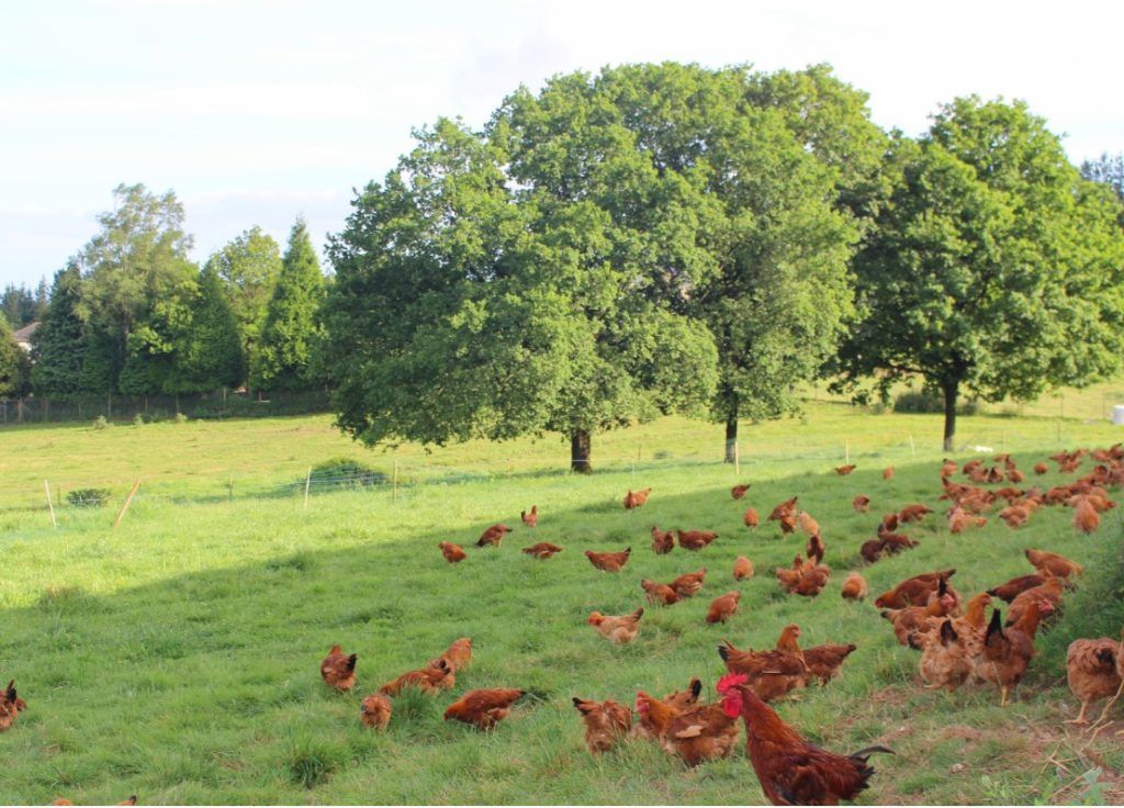 pollo ecológico de Galicia